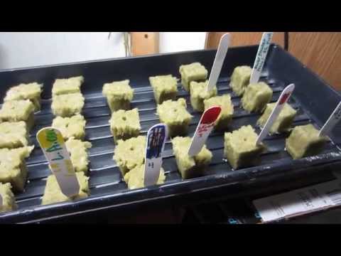 BigDansGreenThumb Genetics In The House......