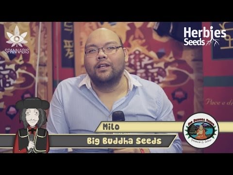 Spannabis 2014 - Big Buddha Seeds