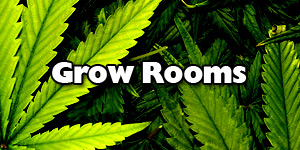 Marijuana Grow Rooms