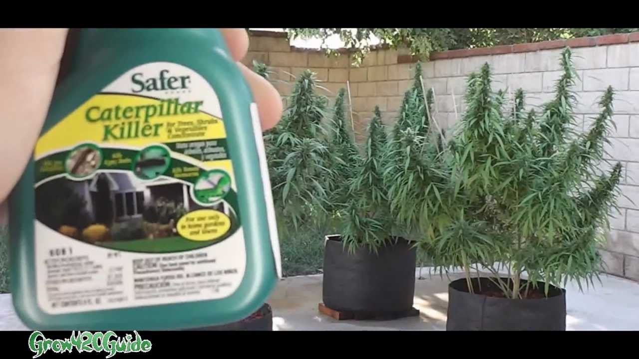 Outdoor Update Caterpillars Go Away!!! Marijuana Grow Tube